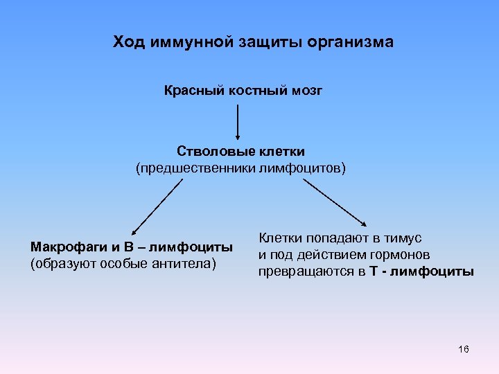 Ход иммунной защиты организма Красный костный мозг Стволовые клетки (предшественники лимфоцитов) Макрофаги и В