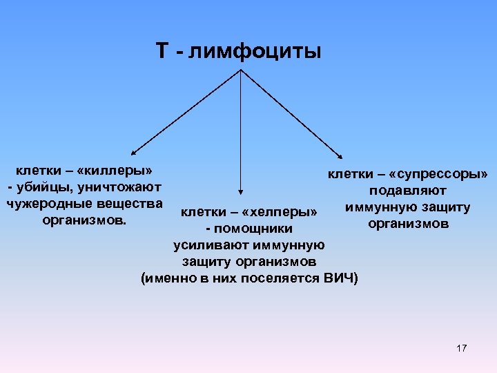 Т - лимфоциты клетки – «киллеры» - убийцы, уничтожают чужеродные вещества организмов. клетки –