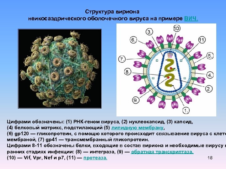 Рнк вирус гриппа а. Коронавирус строение вириона. ВИЧ структура вириона. Строение вирусной частицы вириона. Структура вириона вируса.