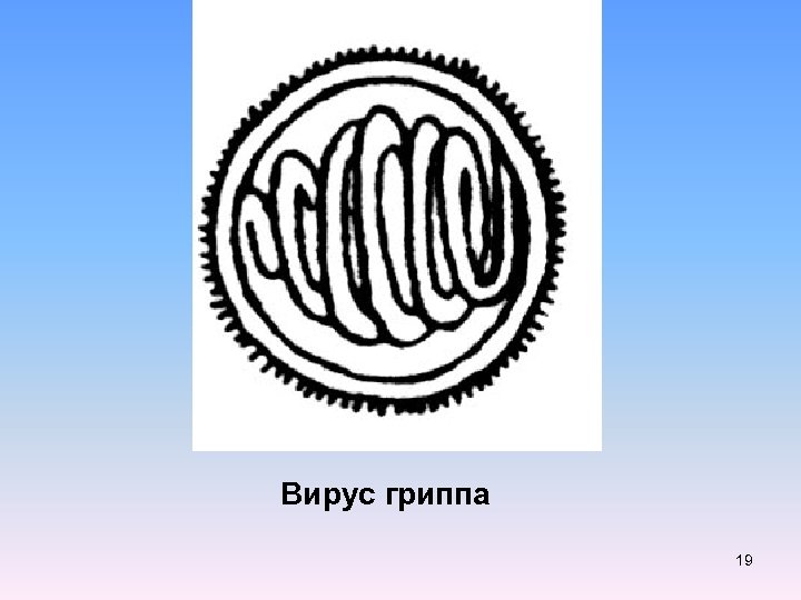 Вирус гриппа 19 