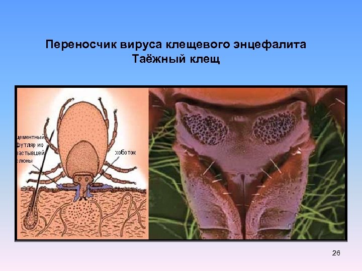 Переносчик вируса клещевого энцефалита Таёжный клещ 26 