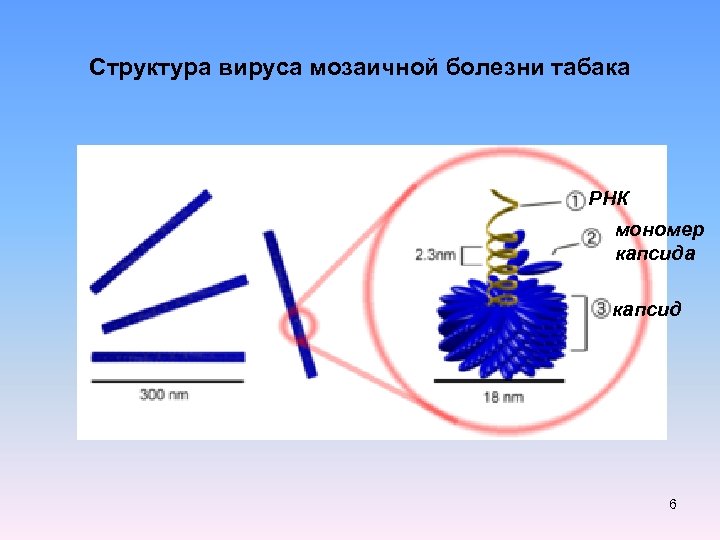 Структура вируса мозаичной болезни табака РНК мономер капсида капсид 6 