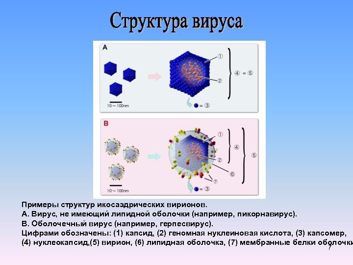 Вирусы примеры. Структура вириона пикорнавирусов. Пикорнавирусы строение вириона. Физическая структура вирусов. Сценарные вирусы примеры.