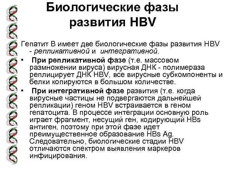 Биологические фазы развития HBV Гепатит В имеет две биологические фазы развития HBV - репликативной