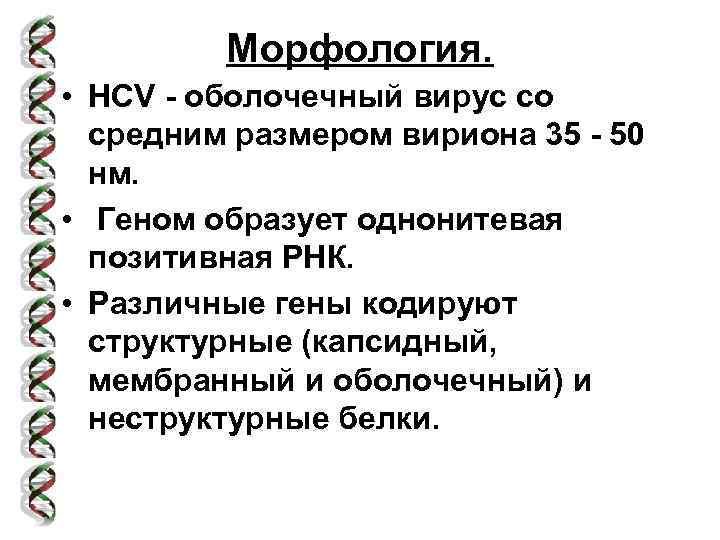 Морфология. • HCV - оболочечный вирус со средним размером вириона 35 - 50 нм.
