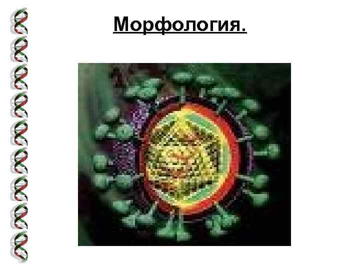 Морфология. 