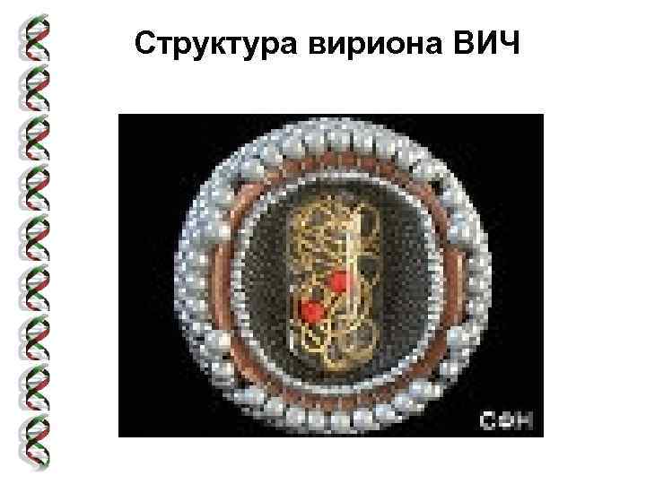 Структура вириона ВИЧ 