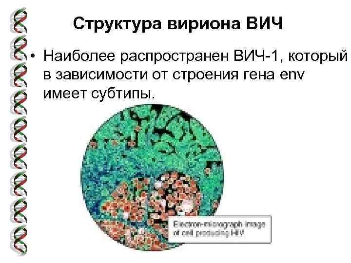 Структура вириона ВИЧ • Наиболее распространен ВИЧ-1, который в зависимости от строения гена env