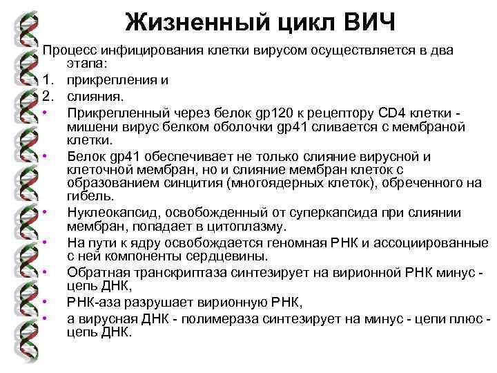 Жизненный цикл ВИЧ Процесс инфицирования клетки вирусом осуществляется в два этапа: 1. прикрепления и