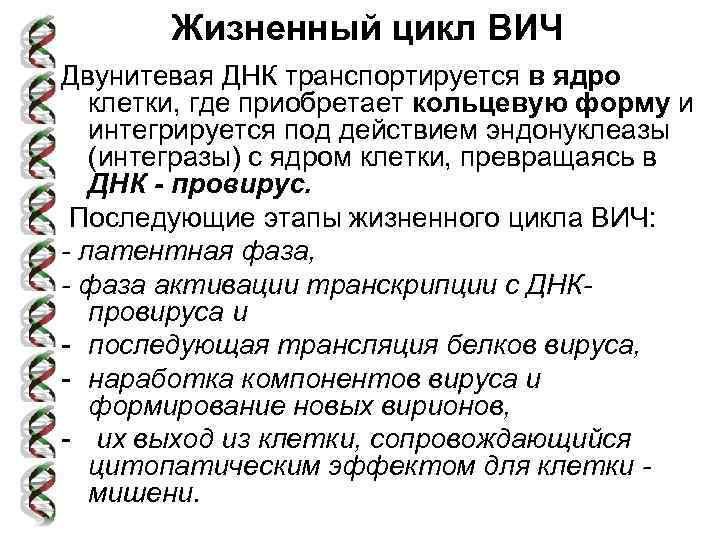 Жизненный цикл ВИЧ Двунитевая ДНК транспортируется в ядро клетки, где приобретает кольцевую форму и
