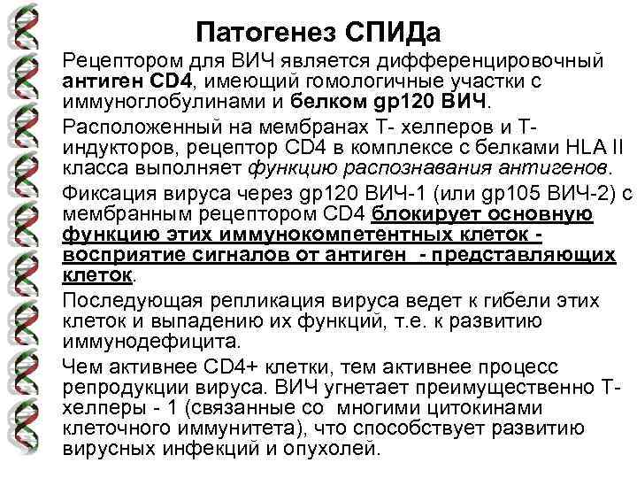 Патогенез СПИДа • Рецептором для ВИЧ является дифференцировочный антиген CD 4, имеющий гомологичные участки