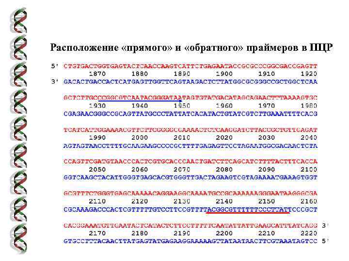Расположение «прямого» и «обратного» праймеров в ПЦР 