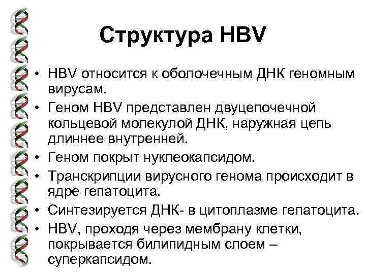 Структура HBV • HBV относится к оболочечным ДНК геномным вирусам. • Геном HBV представлен