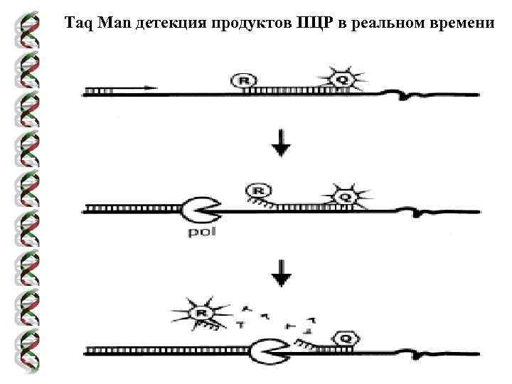 Taq Man детекция продуктов ПЦР в реальном времени 