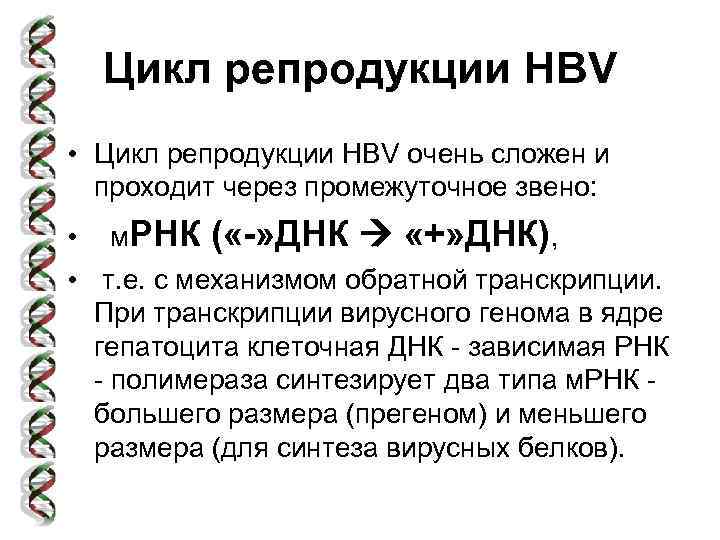 Цикл репродукции HBV • Цикл репродукции HBV очень сложен и проходит через промежуточное звено: