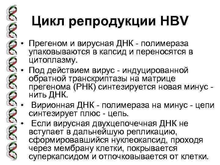 Цикл репродукции HBV • Прегеном и вирусная ДНК - полимераза упаковываются в капсид и
