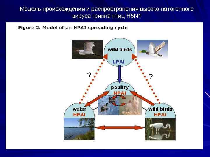 Модель происхождения и распространения высоко патогенного вируса гриппа птиц H 5 N 1 