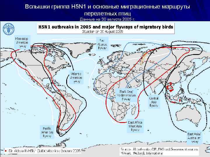 Вспышки гриппа H 5 N 1 и основные миграционные маршруты перелетных птиц Данные на