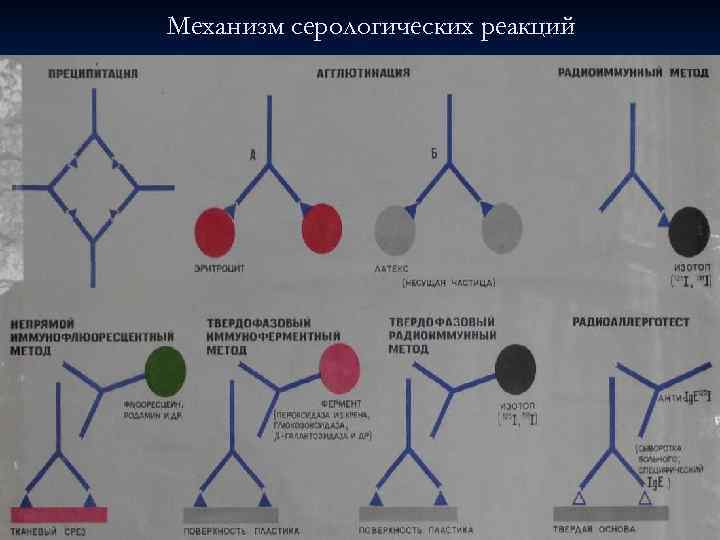 Механизм серологических реакций 