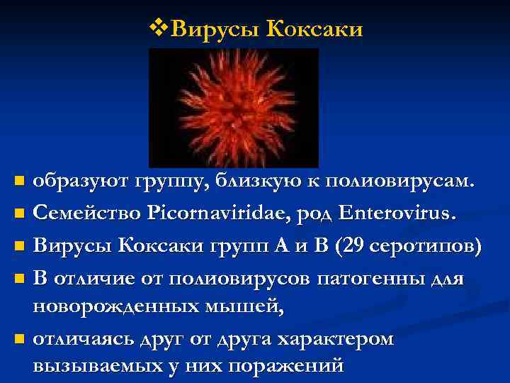 v. Вирусы Коксаки образуют группу, близкую к полиовирусам. n Семейство Picornaviridae, род Enterovirus. n