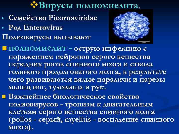 v. Вирусы полиомиелита. Семейство Picornaviridae • Род Enterovirus Полиовирусы вызывают n полиомиелит - острую