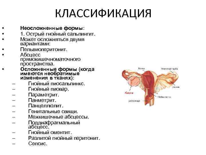Женский 5 половые органы