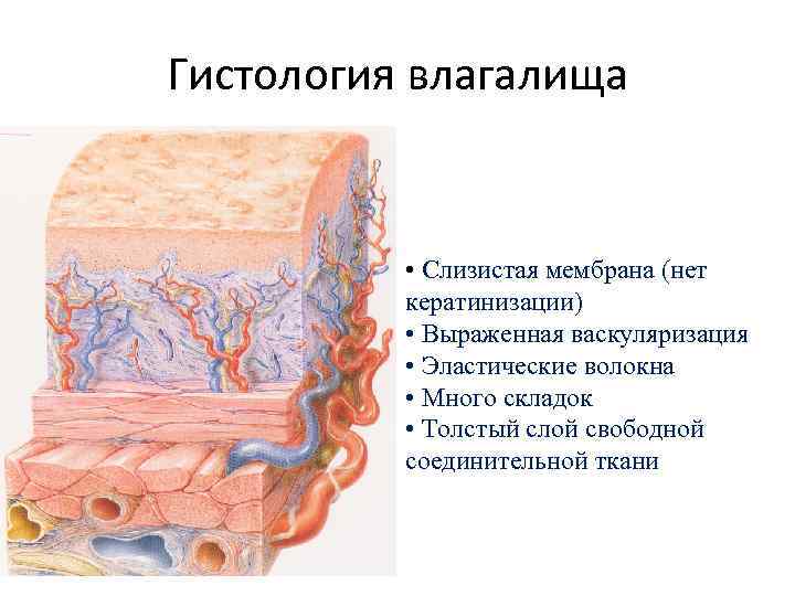 Гистология влагалища • Слизистая мембрана (нет кератинизации) • Выраженная васкуляризация • Эластические волокна •