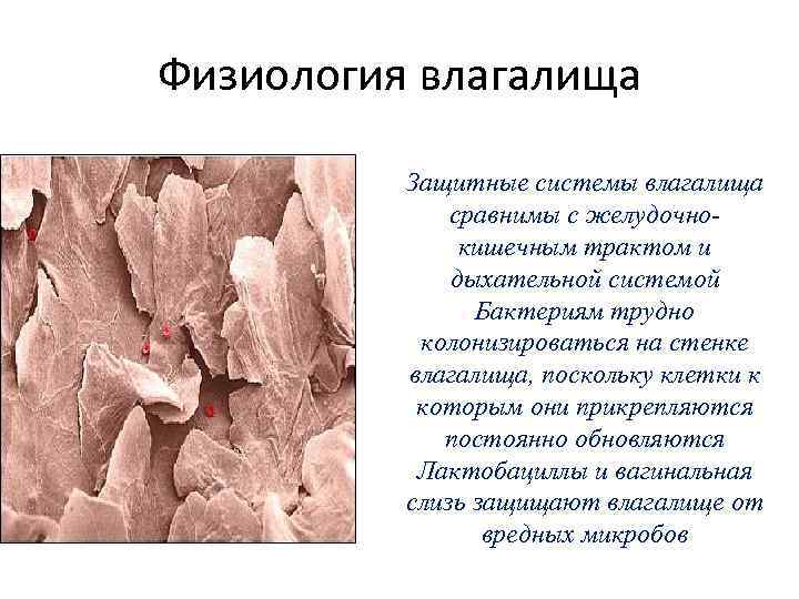Физиология влагалища Защитные системы влагалища сравнимы с желудочнокишечным трактом и дыхательной системой Бактериям трудно
