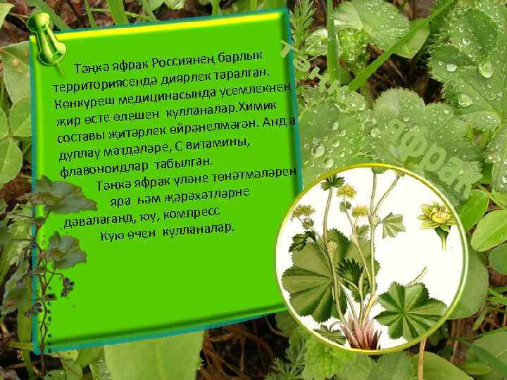 к оссиянең барлы к Р Тәңкә яфра лган. ә диярлек тара д территориясен лекнең