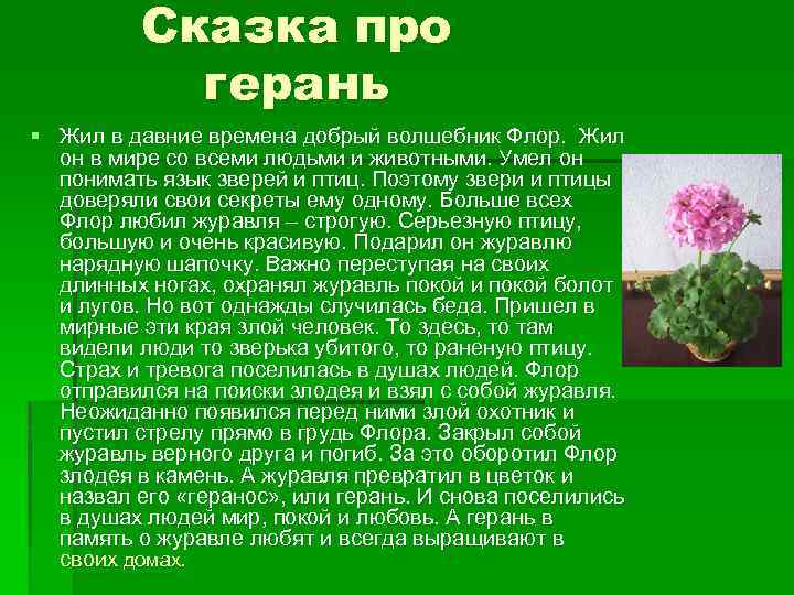 Сказка про герань § Жил в давние времена добрый волшебник Флор. Жил он в