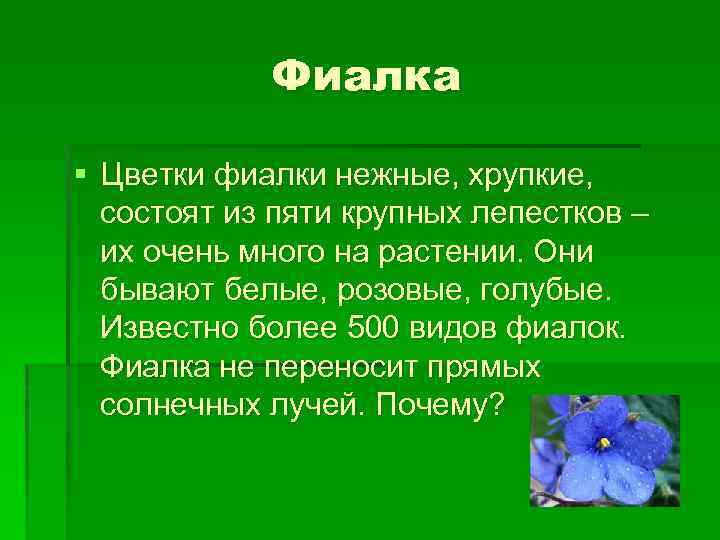 Фиалка § Цветки фиалки нежные, хрупкие, состоят из пяти крупных лепестков – их очень