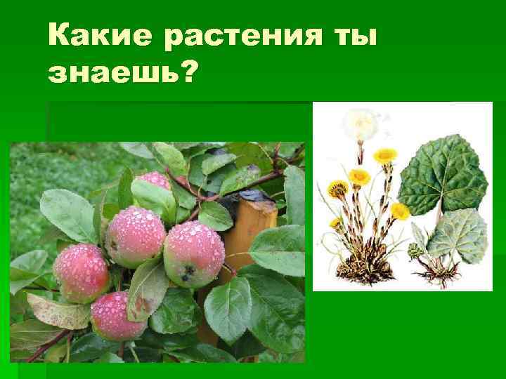 Какие растения ты знаешь? 