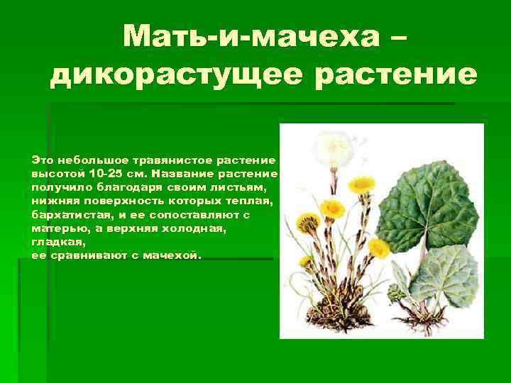 Мать-и-мачеха – дикорастущее растение Это небольшое травянистое растение высотой 10 -25 см. Название растение