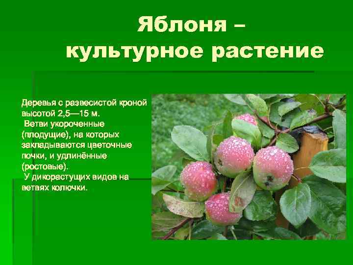 Яблоня – культурное растение Деревья с развесистой кроной высотой 2, 5— 15 м. Ветви