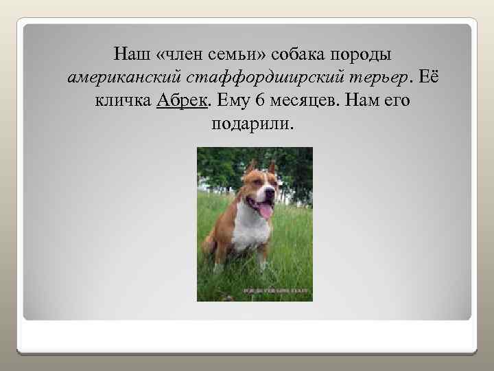 Наш «член семьи» собака породы американский стаффордширский терьер. Её кличка Абрек. Ему 6 месяцев.