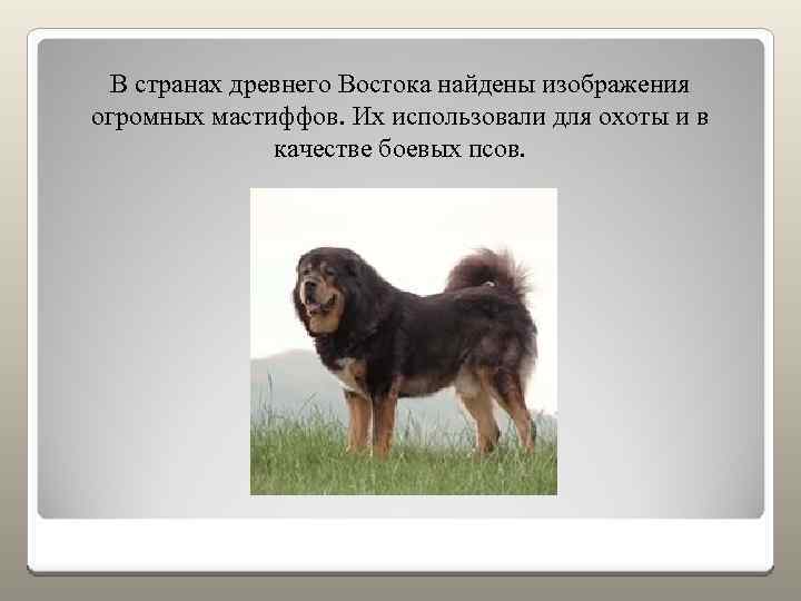 В странах древнего Востока найдены изображения огромных мастиффов. Их использовали для охоты и в