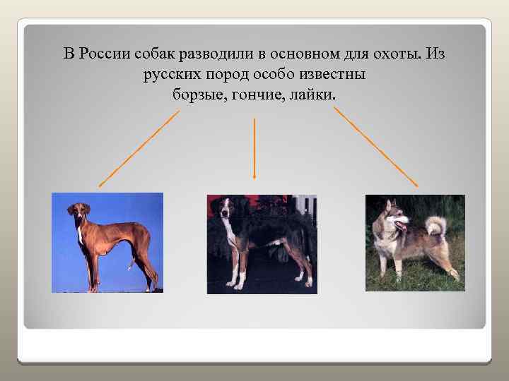 В России собак разводили в основном для охоты. Из русских пород особо известны борзые,