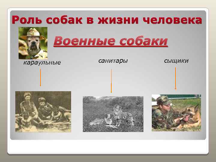 Роль собак в жизни человека Военные собаки караульные санитары сыщики 