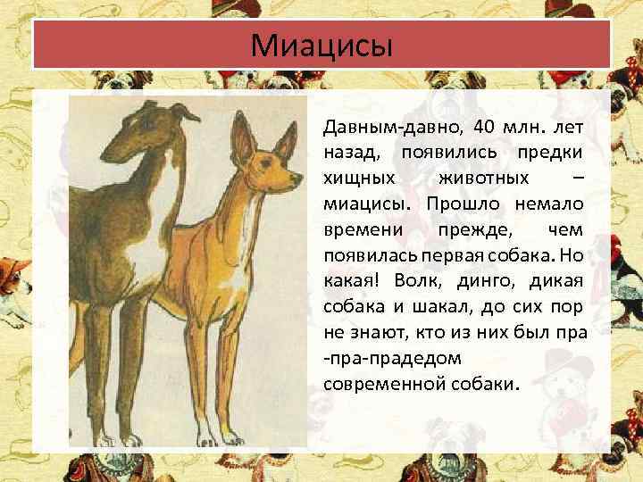 Миацисы Давным-давно, 40 млн. лет назад, появились предки хищных животных – миацисы. Прошло немало