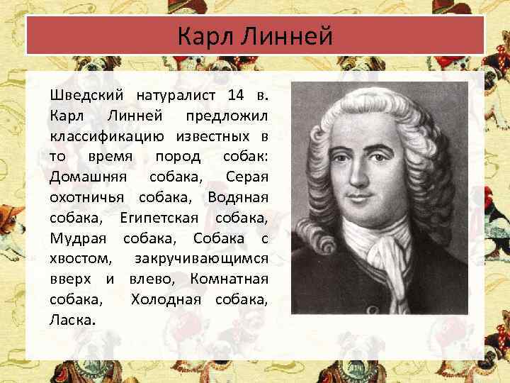 Карл Линней Шведский натуралист 14 в. Карл Линней предложил классификацию известных в то время