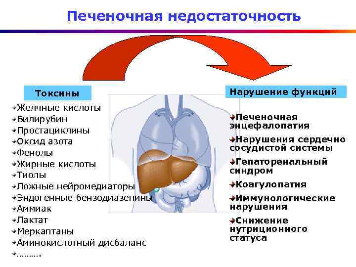 Печеночная недостаточность Токсины Желчные кислоты Билирубин Простациклины Оксид азота Фенолы Жирные кислоты Тиолы Ложные