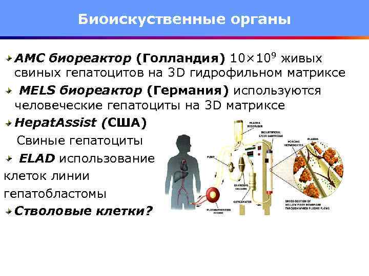 Биоискуственные органы AMC биореактор (Голландия) 10× 109 живых свиных гепатоцитов на 3 D гидрофильном
