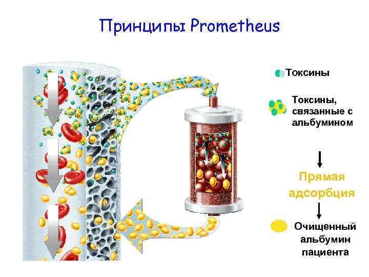 Принципы Prometheus Токсины, связанные с альбумином Прямая адсорбция Очищенный альбумин пациента 