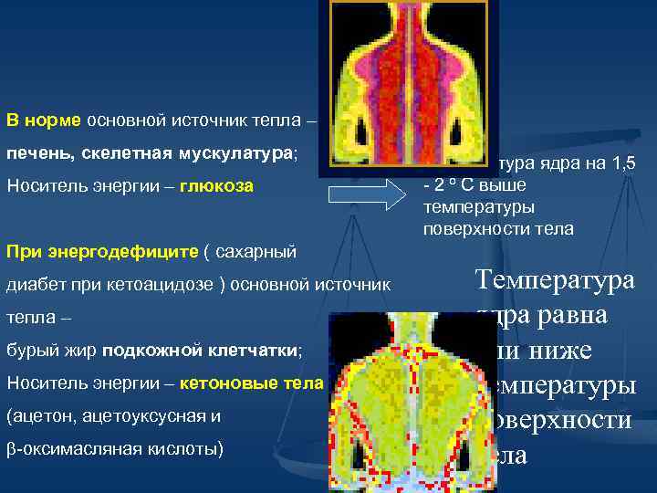 В норме основной источник тепла – печень, скелетная мускулатура; Носитель энергии – глюкоза Температура