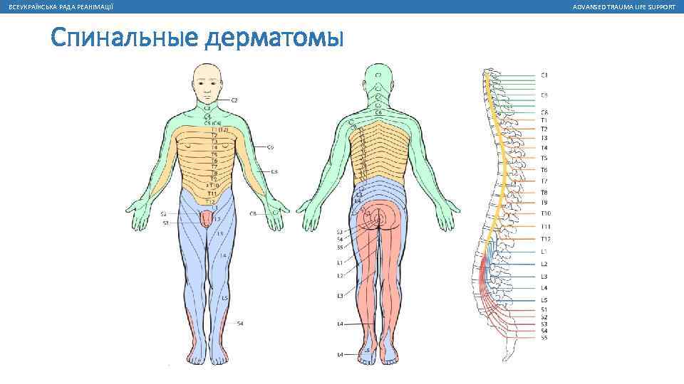 ВСЕУКРАЇНСЬКА РАДА РЕАНІМАЦІЇ Спинальные дерматомы ADVANSED TRAUMA LIFE SUPPORT 