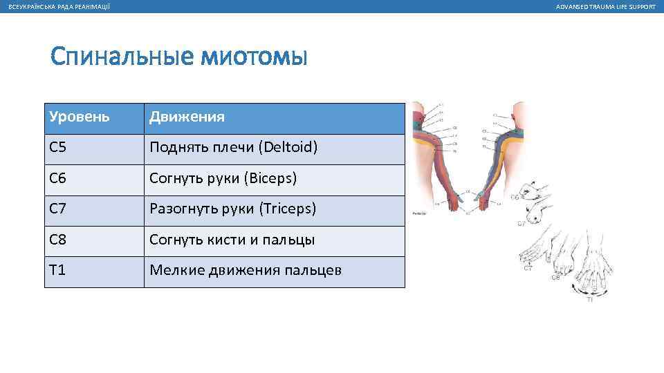 ВСЕУКРАЇНСЬКА РАДА РЕАНІМАЦІЇ ADVANSED TRAUMA LIFE SUPPORT Спинальные миотомы Уровень Движения C 5 Поднять