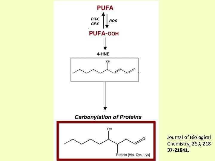Journal of Biological Chemistry, 283, 218 37 -21841. 