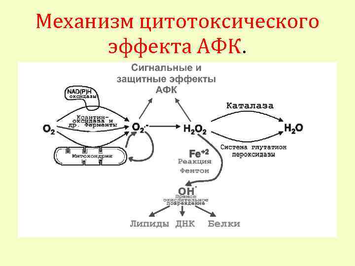 Механизм цитотоксического эффекта АФК. 