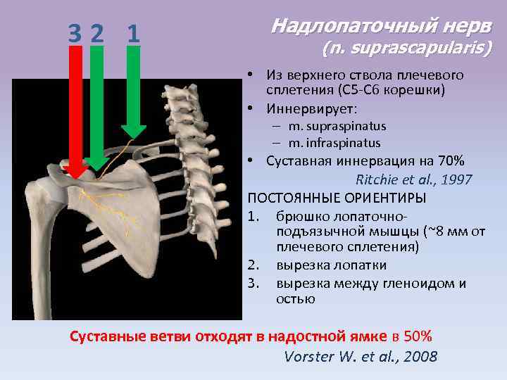 32 1 Надлопаточный нерв (n. suprascapularis) • Из верхнего ствола плечевого сплетения (С 5