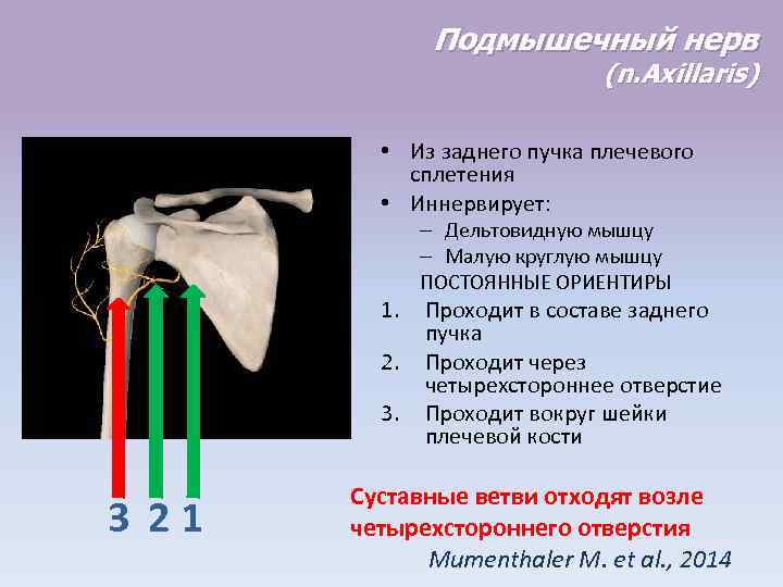 Подмышечный нерв (n. Axillaris) • Из заднего пучка плечевого сплетения • Иннервирует: 1. 2.